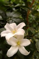 Photo of two blooming white flowers