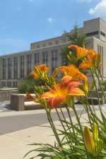 A photo of tiger lilies in bloom on a sunny day with Memorial Library in the background.